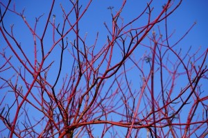 Cornus alba | Weißer Hartriegel