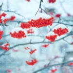 Rote Beeren mit Schneehaube