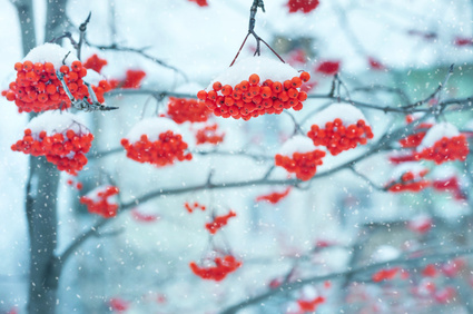 Rote Beeren mit Schneehaube