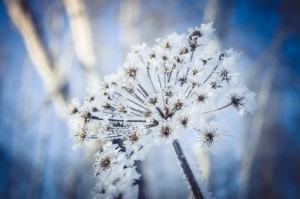 Vereister Fruchtstand im Winter