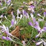 Krokusse im Frühling