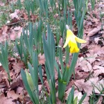 Osterglocke im Frühling