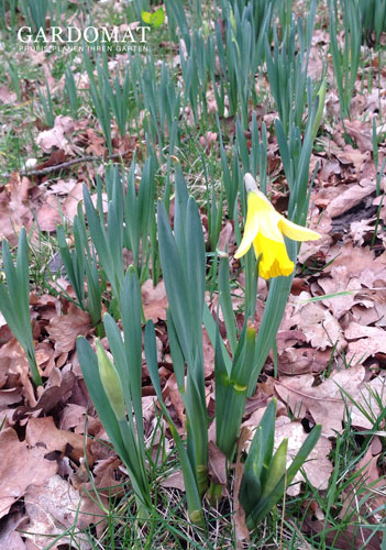 Osterglocke im Frühling