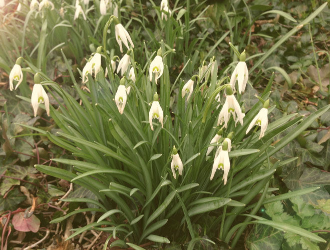 Schneeglöckchen