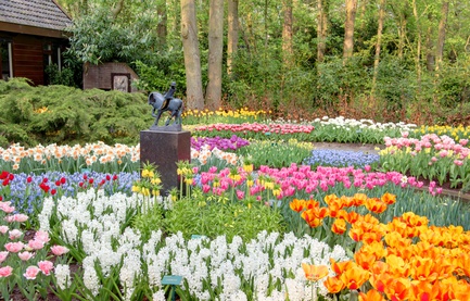 Tulpengarten in der Niederlande