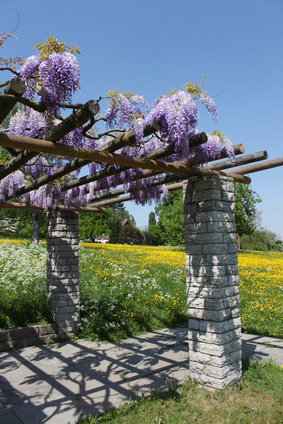 Blauregen im Duftgarten