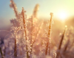 Ziergräser im Herbst und Winter