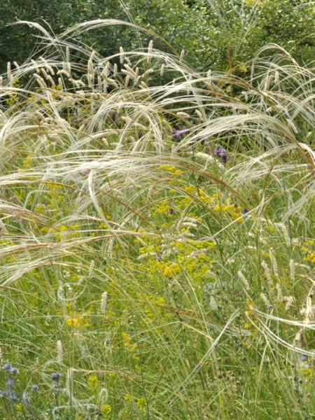 Ziergräser Büschel-Haargras