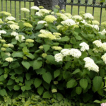 Hydrangea arborescens 'Annabelle' - Ball-Hortensie 'Annabelle'