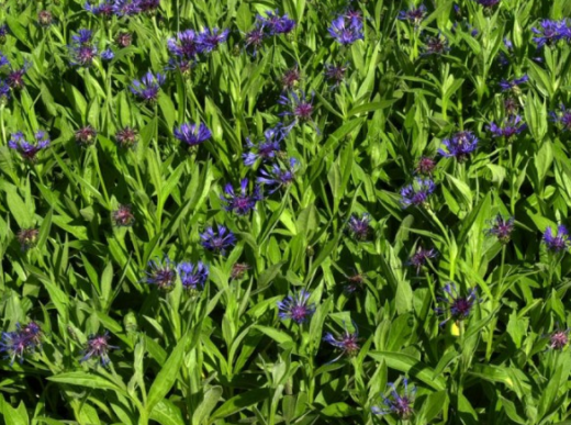 Centaurea montana - Berg-Flockenblume