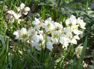 Helleborus niger - Christrose