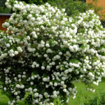 Viburnum opulus 'Roseum' - Echter Schneeball, Gefüllter Schneeball 'Roseum'