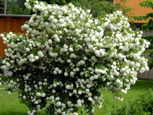 Viburnum opulus 'Roseum' - Echter Schneeball, Gefüllter Schneeball 'Roseum'