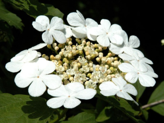 Viburnum opulus - Gemeiner Schneeball