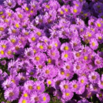 Aster dumosus 'Heinz Richard' - Herbst-Aster