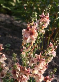 Kleine Königskerze 'Jackie' - Verbascum x cultorum 'Jackie'