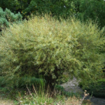 Salix purpurea 'Nana' - Kugelweide
