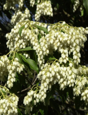 Pieris japonica -Lavendelheide