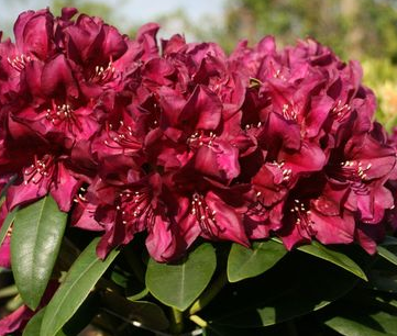 Rhododendron 'Polarnacht' - Rhododendron Hybride 'Polarnacht'