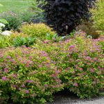 Spiraea bumalda 'Froebelli' - Sommerspiere