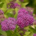 Spiraea bumalda 'Froebelli' - Sommerspiere Blüte