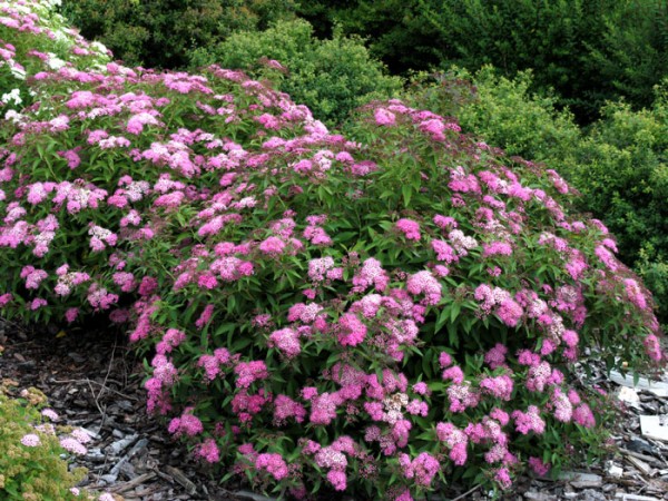 Spiraea japonica 'Shirobana' - japanische Zwergspiere