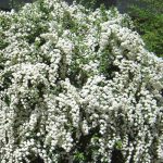 Spiraea arguta - Brautspiere