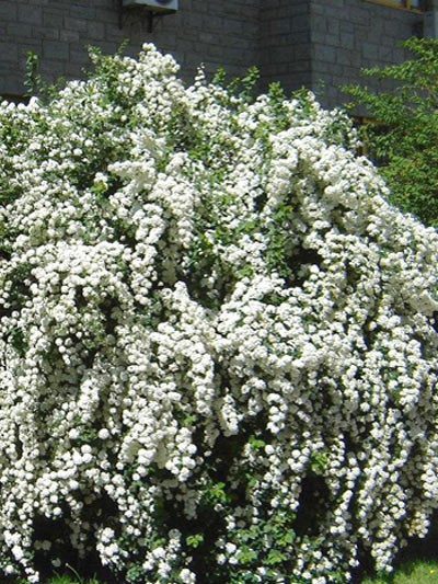 Spiraea arguta - Brautspiere