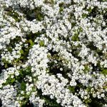 Spiraea thunbergii - Frühlingsspiere Blüte