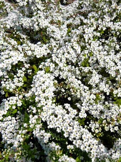 Spiraea thunbergii - Frühlingsspiere Blüte