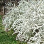 Spiraea thunbergii - Frühlingsspiere