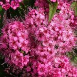 Spiraea japonica 'Shirobana' - japanische Zwergspiere Blüte