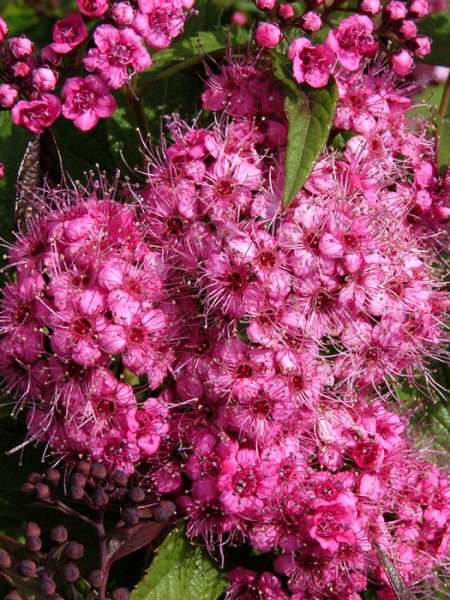 Spiraea japonica 'Shirobana' - japanische Zwergspiere Blüte