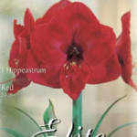 rote Amaryllis