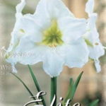 weiße Amaryllis