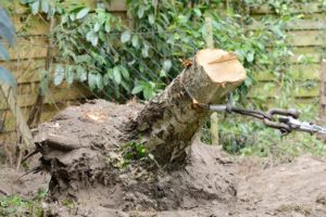 Beseitigung Baumstumpf