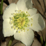 Helleborus niger - Christrose