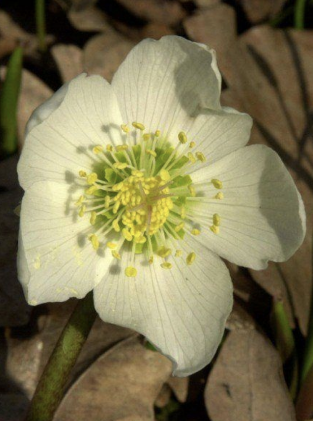 Helleborus niger - Christrose