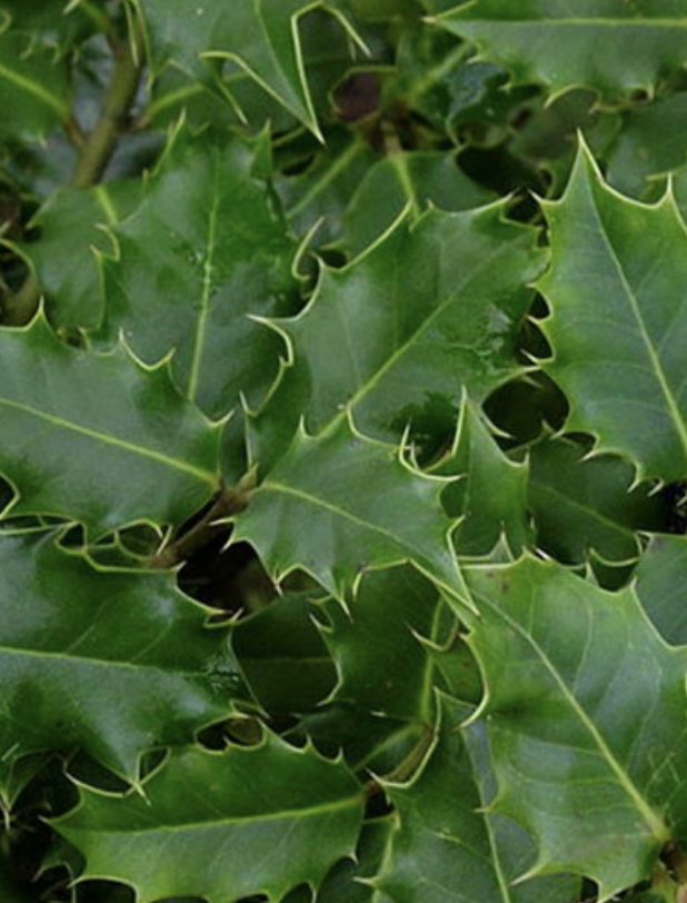 Ilex aquifolium - gemeine Stechpalme