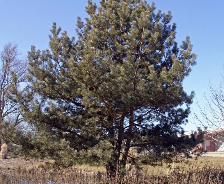 Wald-Kiefer im Ganzen