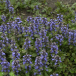 Ajuga reptans 'Atropurpurea'