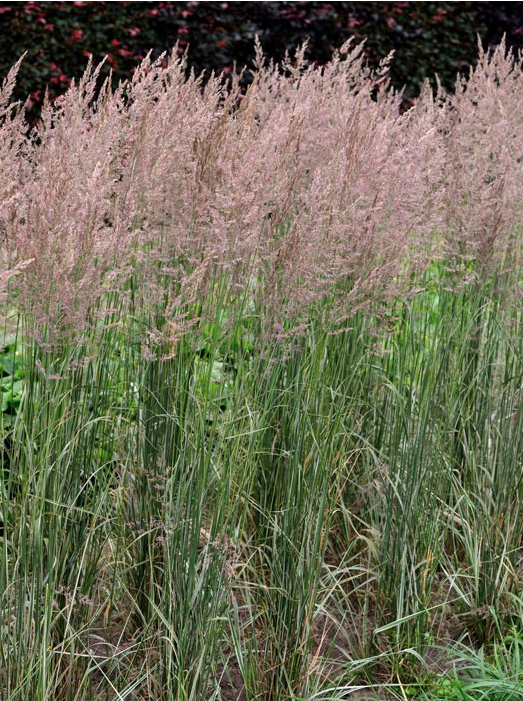 Calamagrostis x acutiflora 'Overdam'