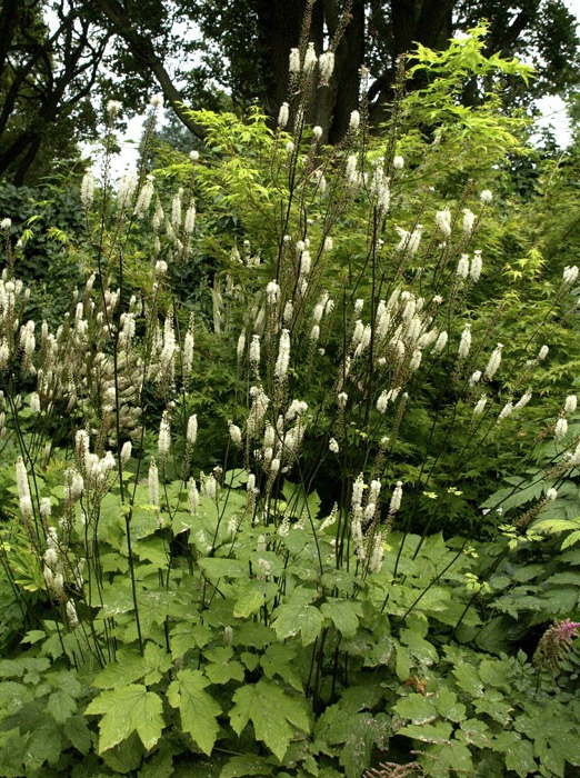 Cimicifuga racemosa var. cordifolia