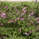 Dicentra spectabilis