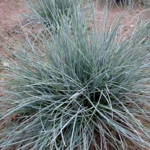 Festuca cinerea 'Glaucantha'