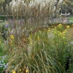 Miscanthus sinensis 'Malepartus'