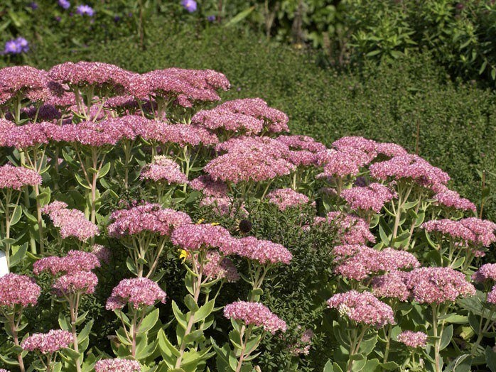 Sedum telephium 'Herbstfreude'