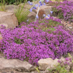 Thymus serpyllum 'Coccineus'