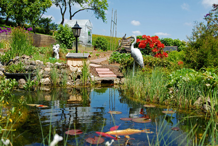 naturnaher_gartenteich_zierfische