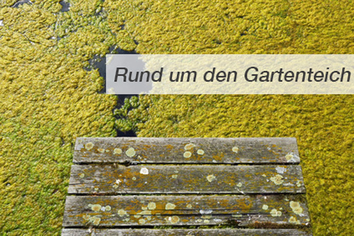 Einstieg Rund um den Gartenteich - Teil 1 die Algen